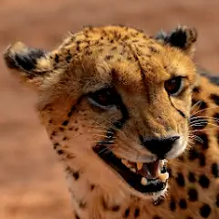 Скачать Cheetah Sounds [Без рекламы] на Андроид