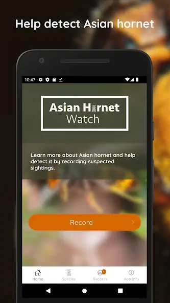 Скачать Asian Hornet Watch [Без рекламы] на Андроид