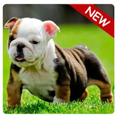 Скачать PUPPY BULLDOG WALLPAPER [Премиум версия] на Андроид