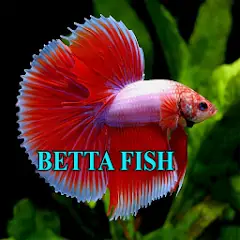 Скачать Betta Fish Gallery [Разблокированная версия] на Андроид