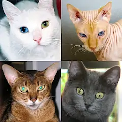 Скачать Кошки - Тест о породах кошек [MOD Много денег] + [MOD Меню] на Андроид