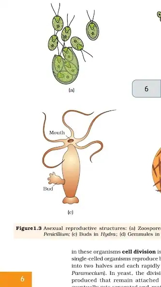 Скачать Class 12 Biology NCERT Book [Без рекламы] на Андроид