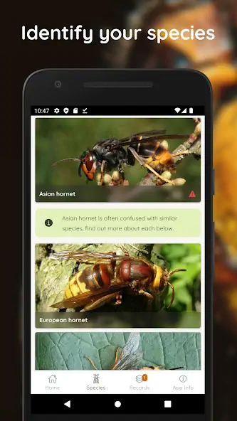 Скачать Asian Hornet Watch [Без рекламы] на Андроид