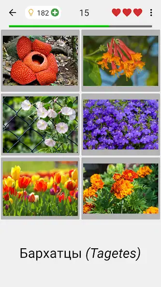 Скачать Цветы - Викторина по ботанике [MOD Много монет] на Андроид